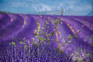 Field of lavender in Provence, France